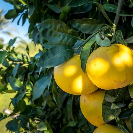 De La Pansa 4* 베니싸